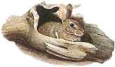 Lapine Glossary