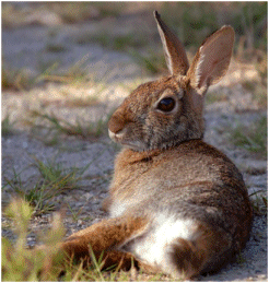 bunny