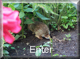 enter button