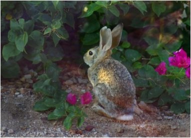 bunny picture