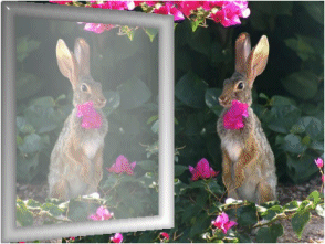 rabbit in mirror