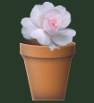 potted rose