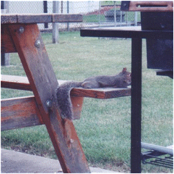 Joe resting