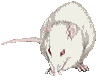 Domestic Rats